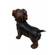 Yorkshire Terrier — B98010