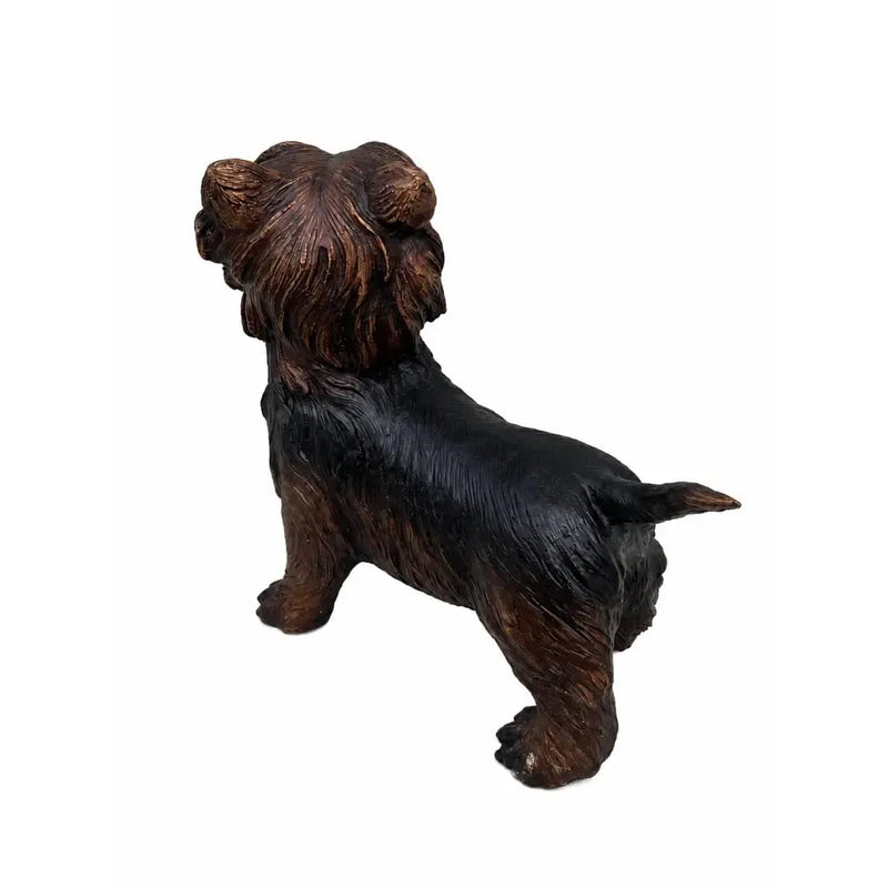 Yorkshire Terrier — B98010