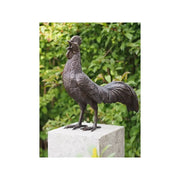 Coq — BS0484B
