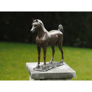 Cheval Arabe — BS1135B