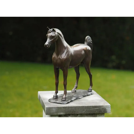 Cheval Arabe — BS1135B