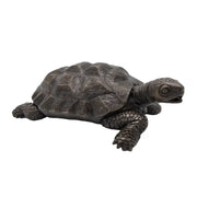 Tortue — BS1158B