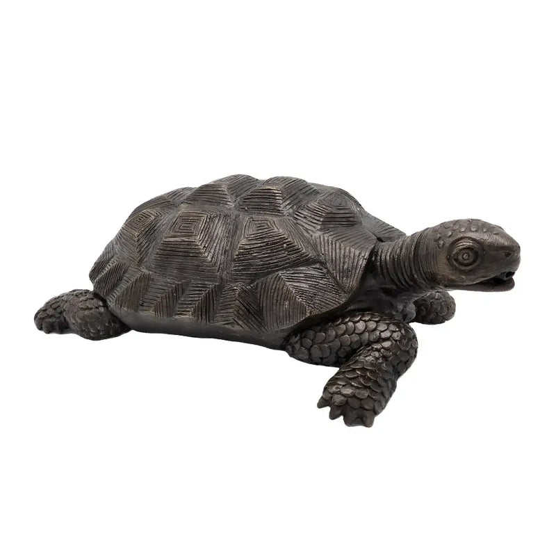 Tortue — BS1158B