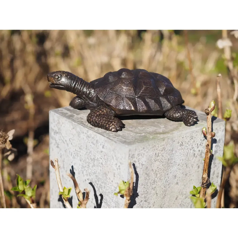 Tortue — BS1158B