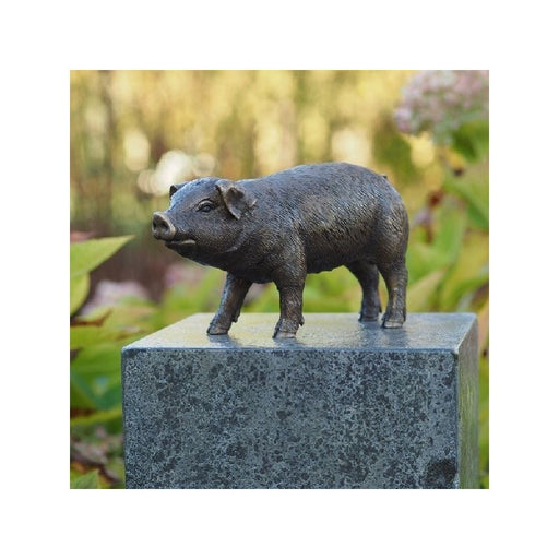 Cochon — BS1170B