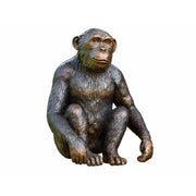 Chimpansée — BS1331B