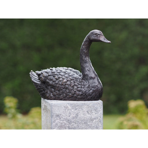 Cygne — BS1343B