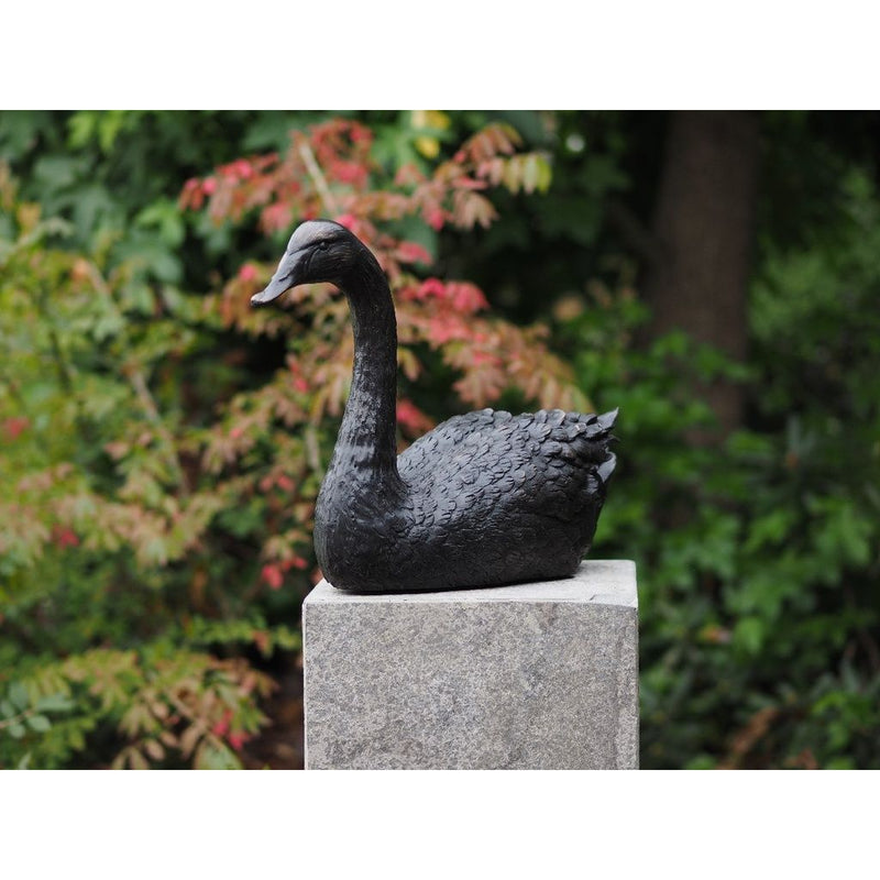 Grande Cygne — BS1344B