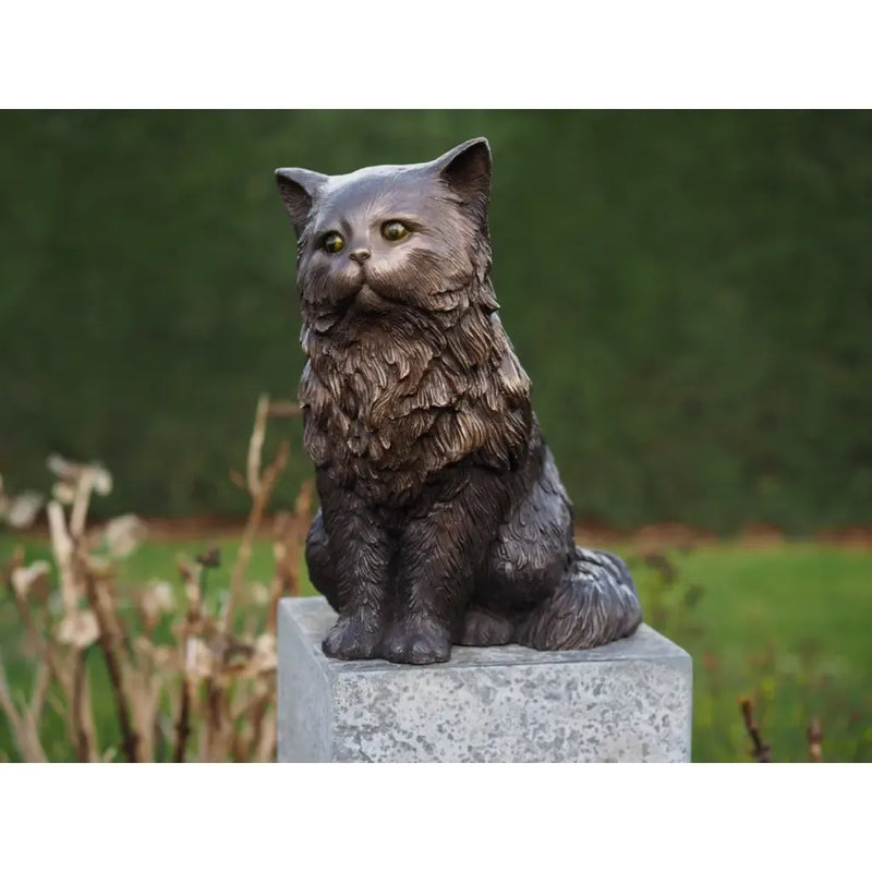 Chat Persan — BS1459B