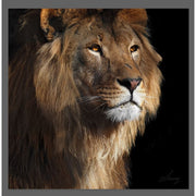 Canvas Painting Lion 100X100 — CD006237