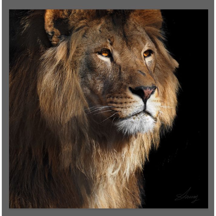 Canvas Painting Lion 100X100 — CD006237