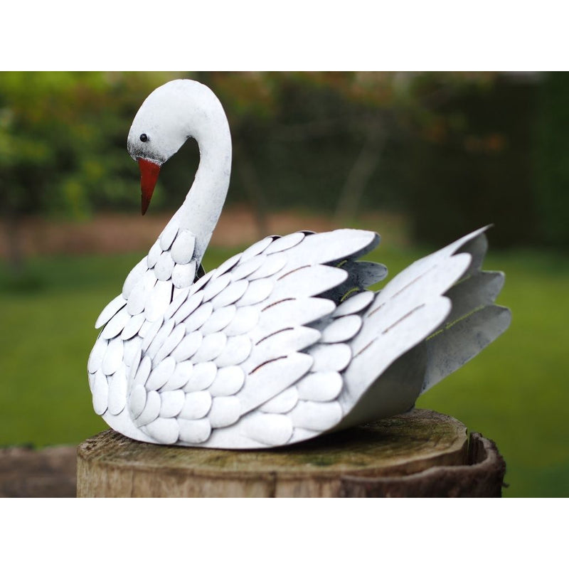 Cygne (6) — MD16198