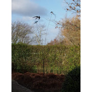 Balancier Oiseaux (1) — MD17923