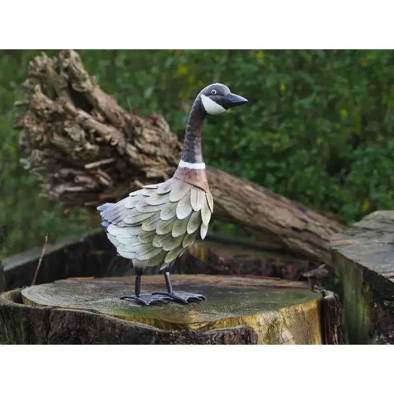 Canard Debout (6) — MD18518