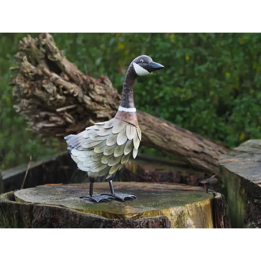 Canard Debout (6) — MD18518