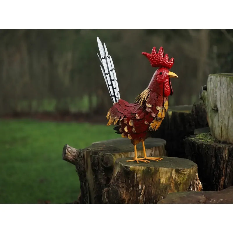 Coq (4) — MD18982