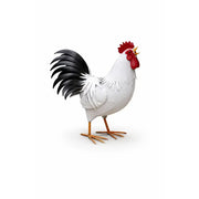Coq (2) — MD19156