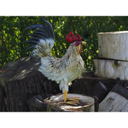 Coq (4) — MD19780
