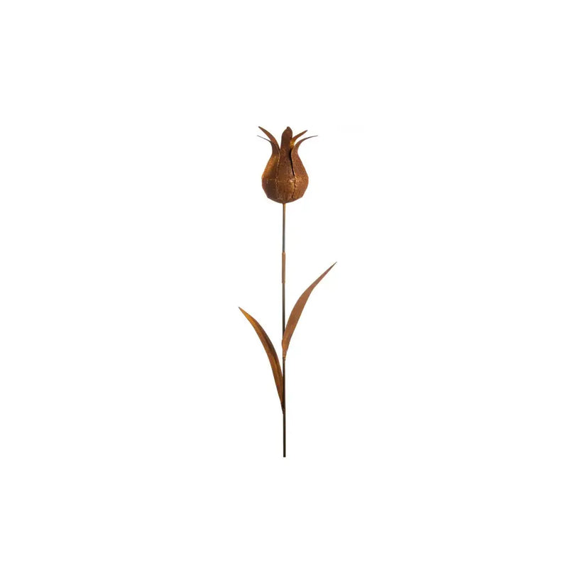Ecorouille Tulipe Sauvage (4) — MD70036