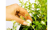 Présentoir Growth Balls 20 pièces - Velda