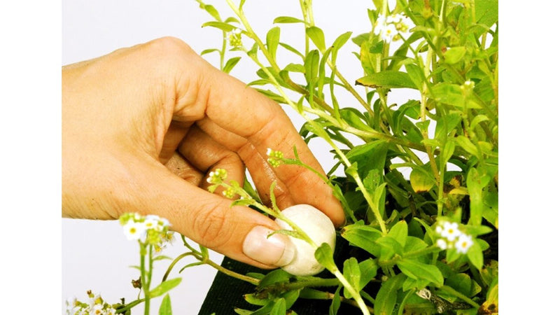 Présentoir Growth Balls 20 pièces - Velda