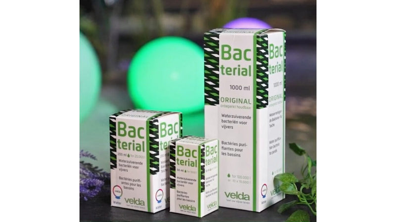 Bacterial — Velda