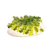 Éclairage flottant pour bassin Floating Pond Light - Velda