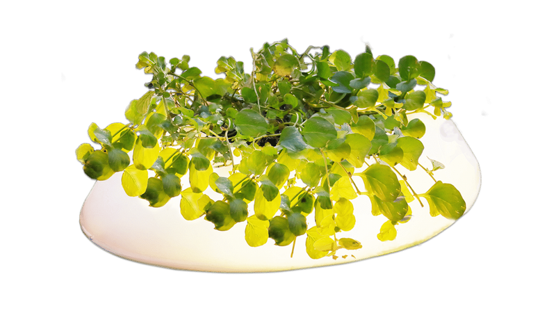 Éclairage flottant pour bassin Floating Pond Light - Velda
