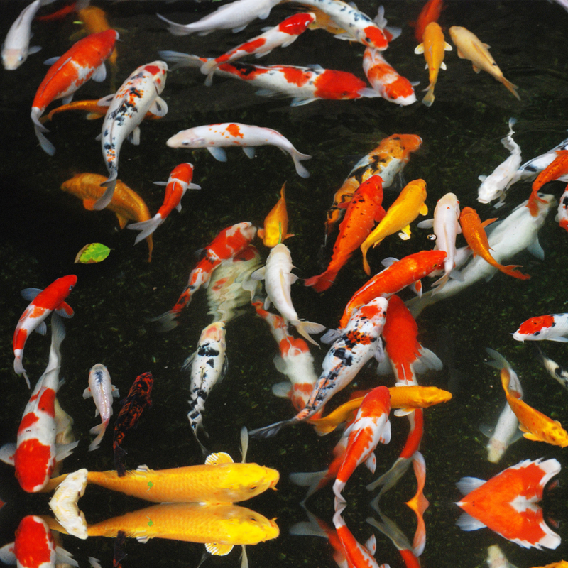 Nourriture pour poissons Koi Pellets Premium 15 l - Velda
