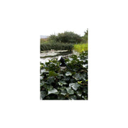 Velda Décoration de bassin Éclairage de bassin Pond LED Lights - Velda 8711921258341 146188