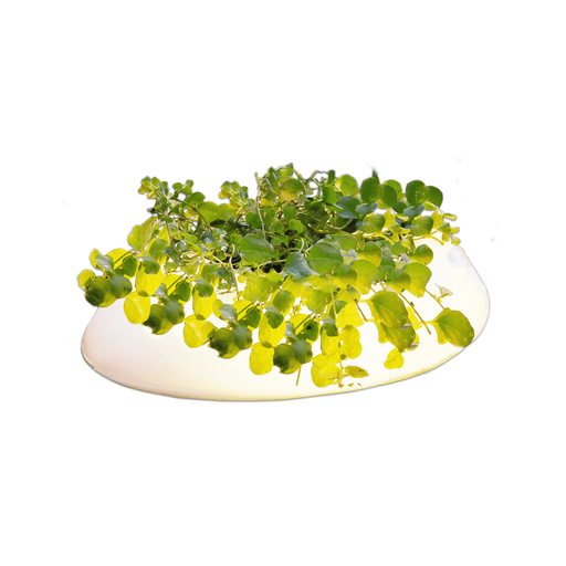 Velda Décoration de bassin Éclairage flottant pour bassin Floating Pond Light - Velda 8711921260177 123507