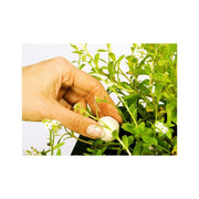 Velda Engrais aquatiques Présentoir Growth Balls 20 pièces - Velda 8711921060418 122255