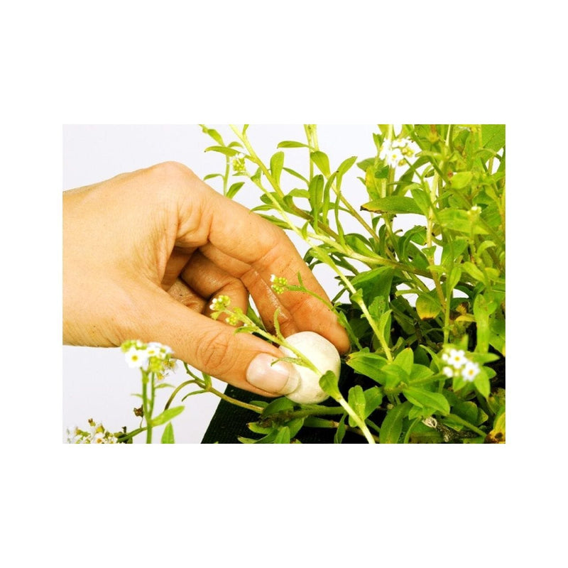 Velda Engrais aquatiques Présentoir Growth Balls 20 pièces - Velda 8711921060418 122255
