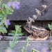 Wildlife Garden Décoration GRENOUILLE DES CHAMPS 7350054764711 WG5944