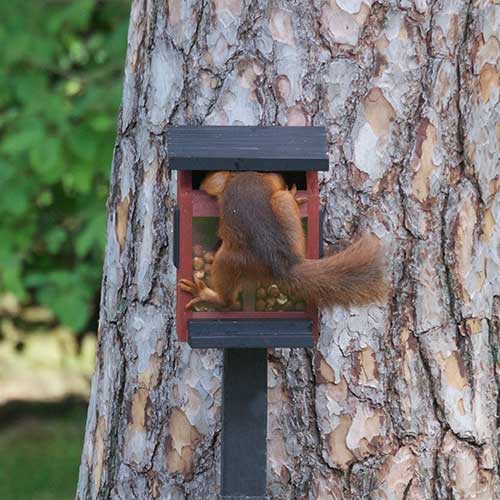 Wildlife Garden Écureuils MANGEOIRE POUR ECUREUILS ROUGE 7350054761499 WG313