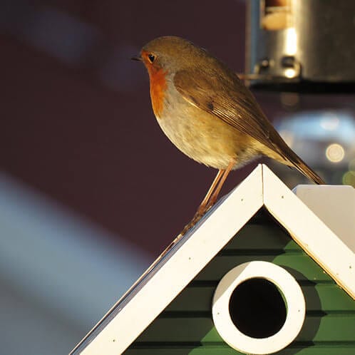 Wildlife Garden Mangeoires pour oiseaux MULTIHOLK MAISON VERTE 7350054761321 WG107