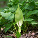 Aquigarden Plantes aquatiques Arum Italicum (baies rouges) - Arum d'Italie - Plante de berges 8713469104302 8713469104302
