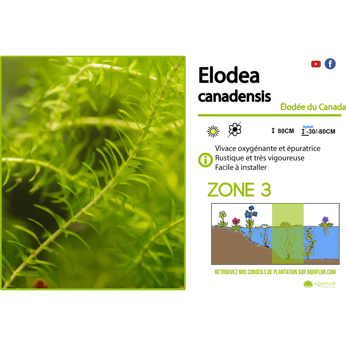 Elodea Canadensis Elod e Du Canada Plante Oxyg nante FOUDEBASSIN COM elodea-canadensis-elod-e-du-canada-plante-oxyg-nante-foudebassin-com