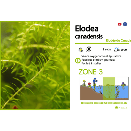 Aquigarden Plantes aquatiques Elodea Canadensis - Elodée du Canada - Plante oxygénante ElodeaFILET