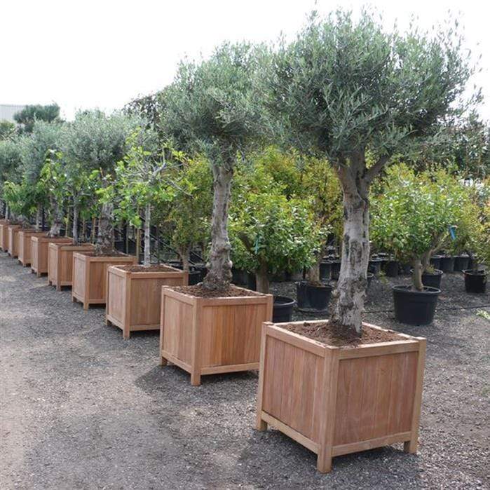 Aquigarden Jardinière en bois exotique - Valencia 0.7m x 0.7m x 0.7m HR7