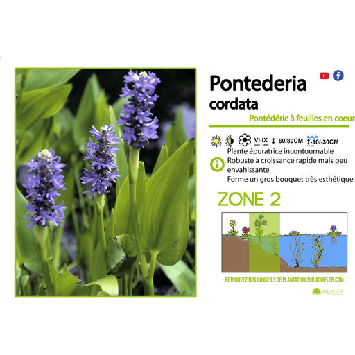 Aquigarden Pontederia Cordata - Pontédérie à feuilles en cœur - Plante immergée