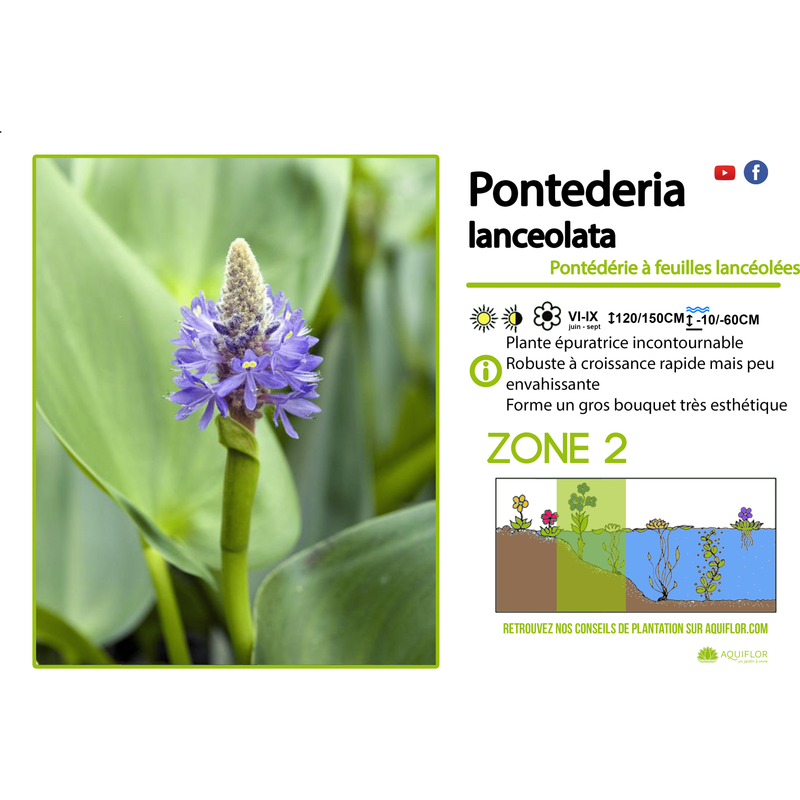 Aquigarden Pontederia Lanceolata - Pontédérie à feuilles lancéolées - Plante immergée