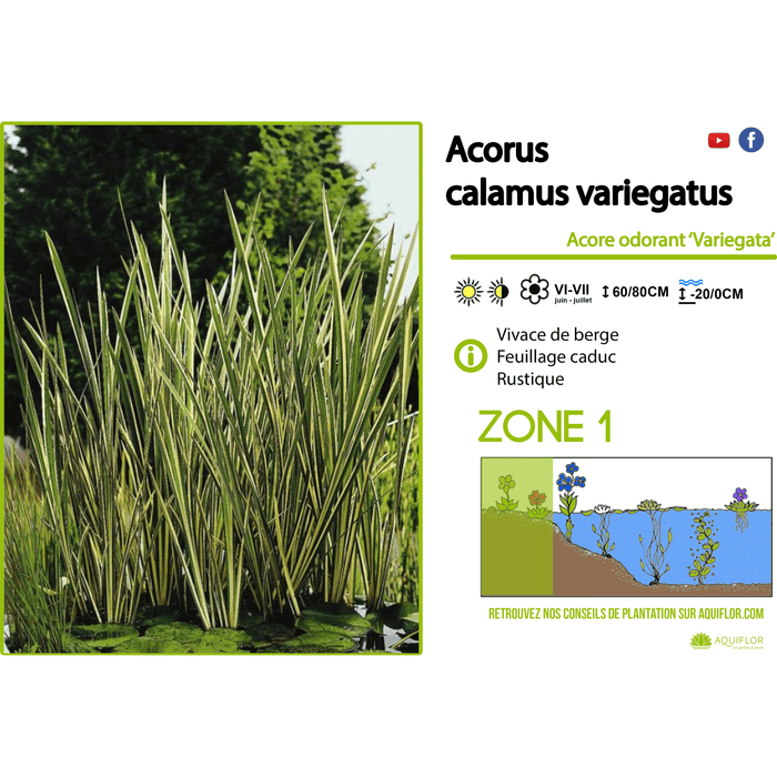 Aquipond Plantes aquatiques Acorus Calamus Variegatus - Jonc japonais panaché - Plante de berge - Par 3 pièces