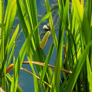 Aquipond Plantes aquatiques Acorus Calamus Variegatus - Jonc japonais panaché - Plante de berge - Par 3 pièces