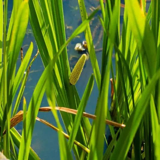 Aquipond Plantes aquatiques Acorus Calamus Variegatus - Jonc japonais panaché - Plante de berge - Par 3 pièces