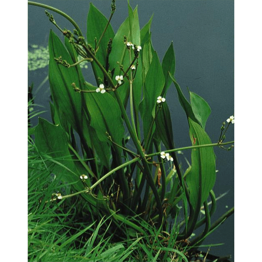 Aquipond Plantes aquatiques Alisma Plantago - Plantain d'eau - Plante de marais