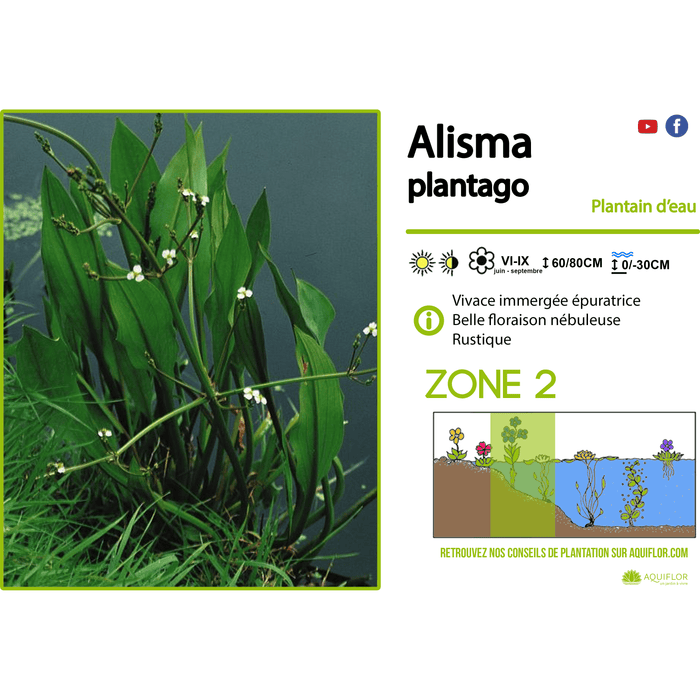 Aquipond Plantes aquatiques Alisma Plantago - Plantain d'eau - Plante de marais