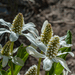 Aquipond Plantes aquatiques Anemopsis Californica - Anemopsis de Californie - Plante de berge - Par 3 pièces