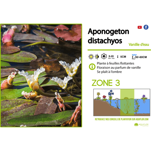 Aquipond Plantes aquatiques Aponogeton Distachyos - Vanille d'eau - Plante immergée