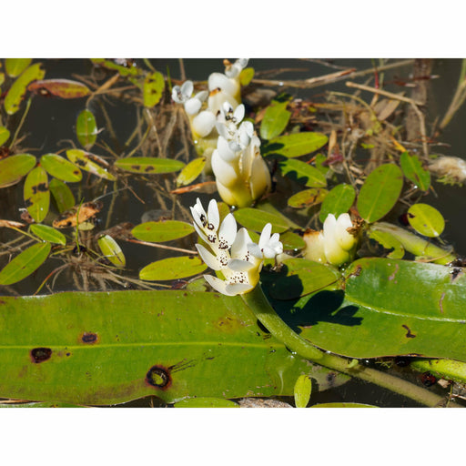 Aquipond Plantes aquatiques Aponogeton Distachyos - Vanille d'eau - Plante immergée